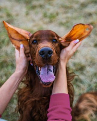 ZLACNILI SME NÁŠ ABSOLÚTNY BEST SELLER – sušené bravčové ucho Exclusive. ⭐️🐶⭐️ - Čistí zúbky - Obsahuje vápnik a fosfor...