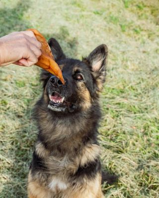 Čo odporúča FUFI KAMOŠ, vlčiak Art?🐶 Vraj jednoznačne sušené bravčové uško, na ktorom si na slniečku na lúke pochutnával...